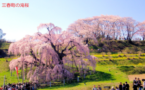 ①滝桜